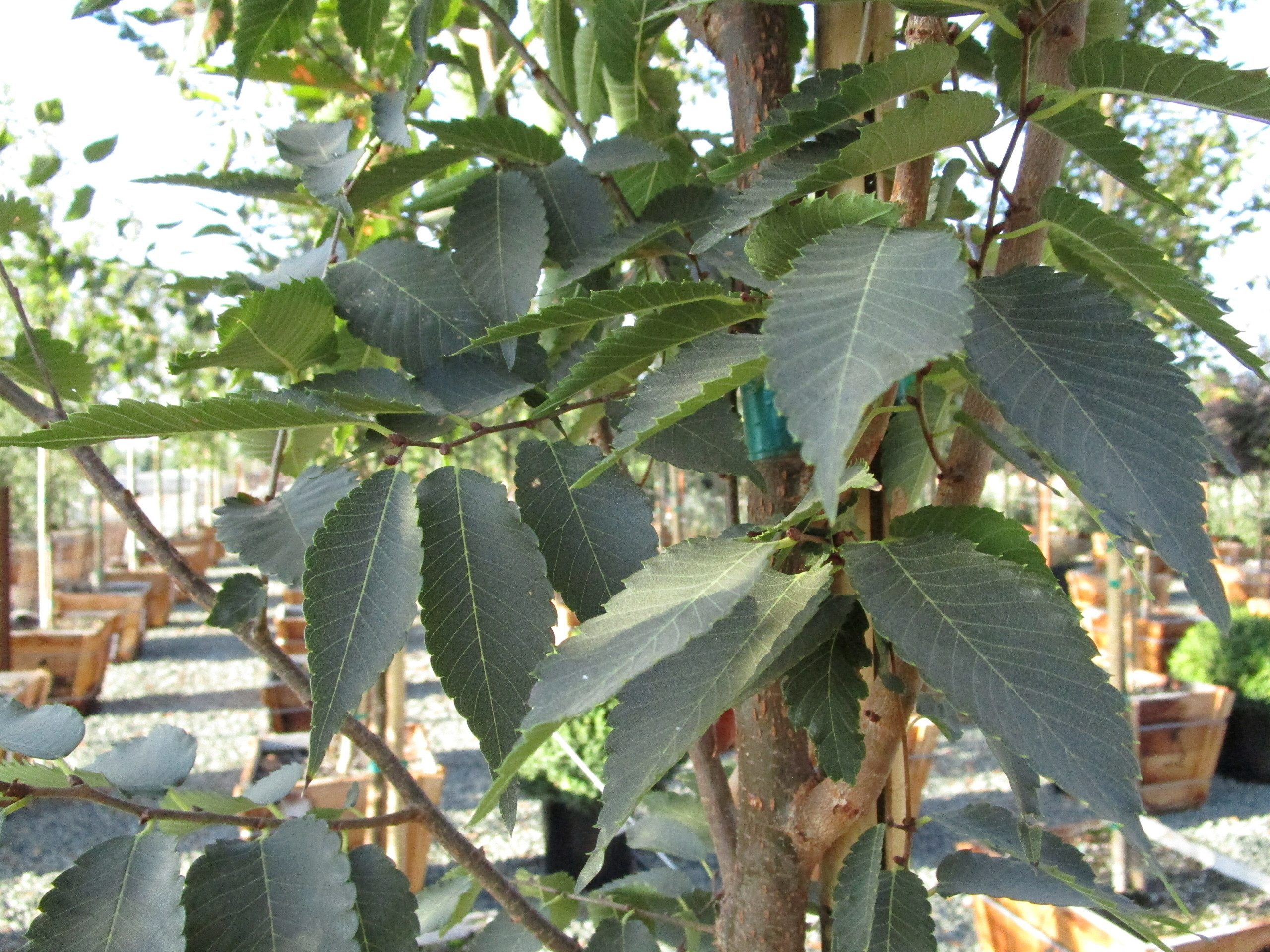 Zelkova serrata 'Musashino' Devil Mountain Wholesale Nursery