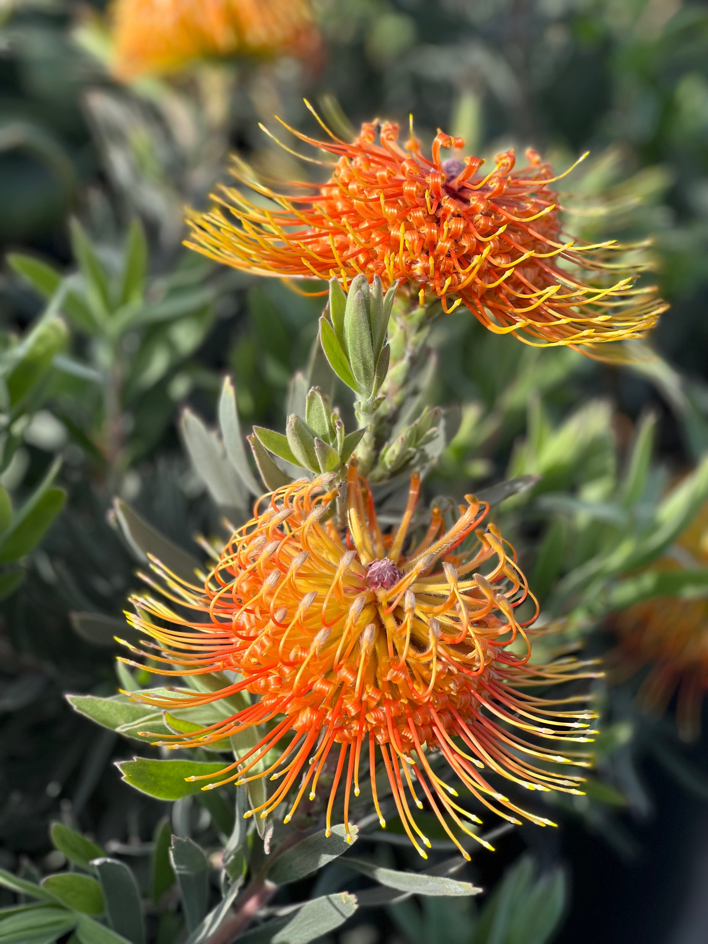 Leucospermum Scarlet Ribbon Devil Mountain Wholesale Nursery leucospermum-scarlet-ribbon-devil-mountain-wholesale-nursery