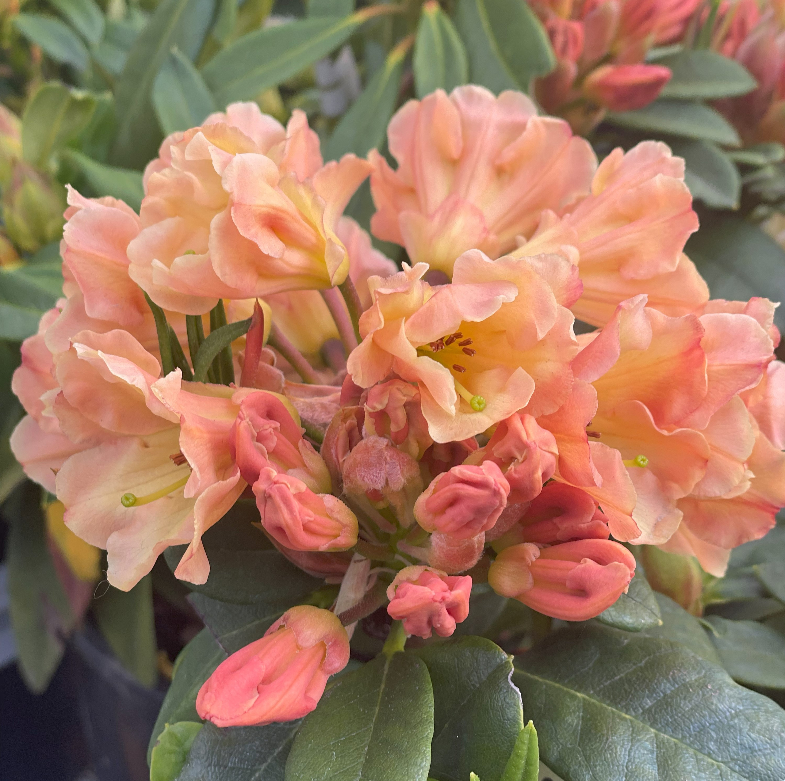 Rhododendron 'Honey Butter' Devil Mountain Wholesale Nursery