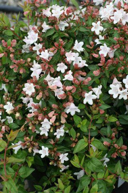 Abelia 'Edward Goucher'