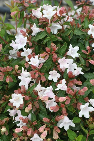 Abelia 'Edward Goucher' flower