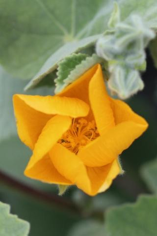 Abutilon palmeri flower