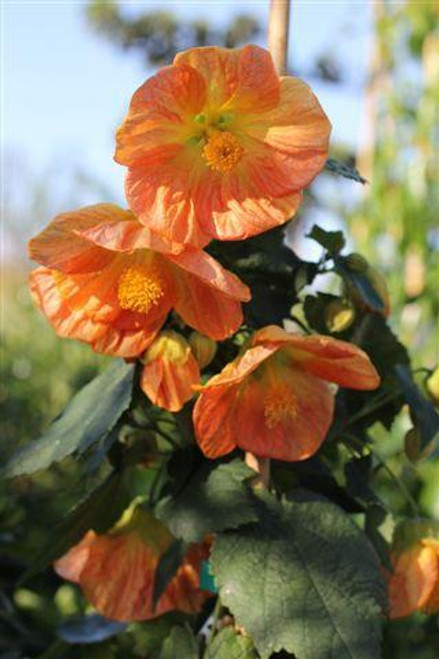 Abutilon 'Victor Reiter' (Orange)