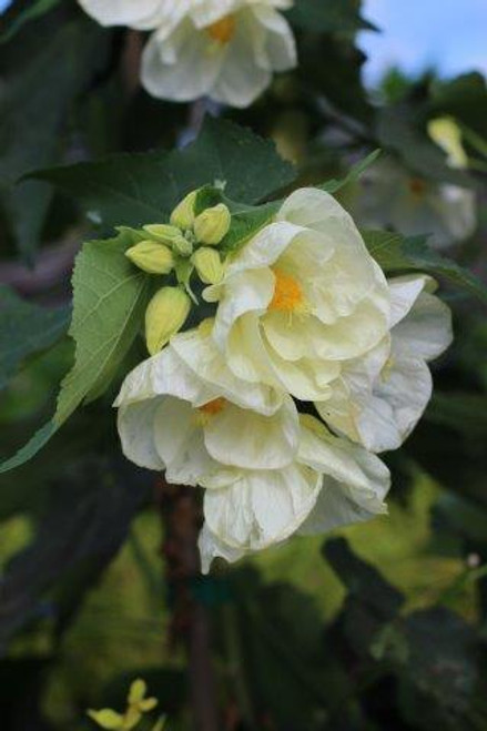 Abutilon 'White Parasol'