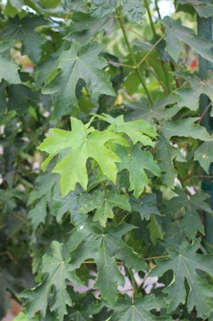 Acer macrophyllum