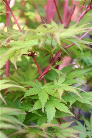 Acer palmatum 'Sango Kaku' - Devil Mountain Wholesale Nursery