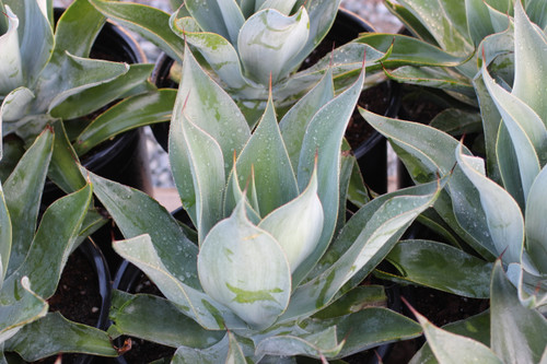 Agave 'Blue Flame'