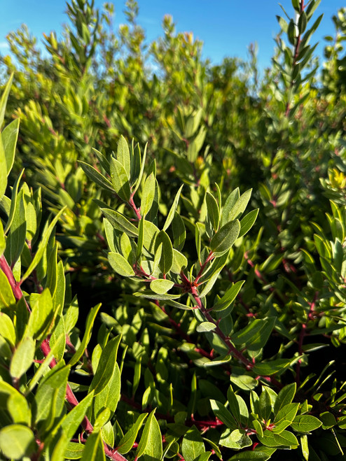 Arctostaphylos 'Pacific Mist'