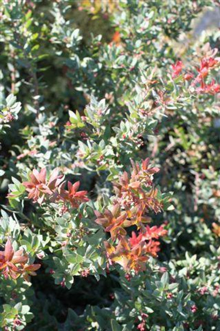 Arctostaphylos pajaroensis 'Paradise'