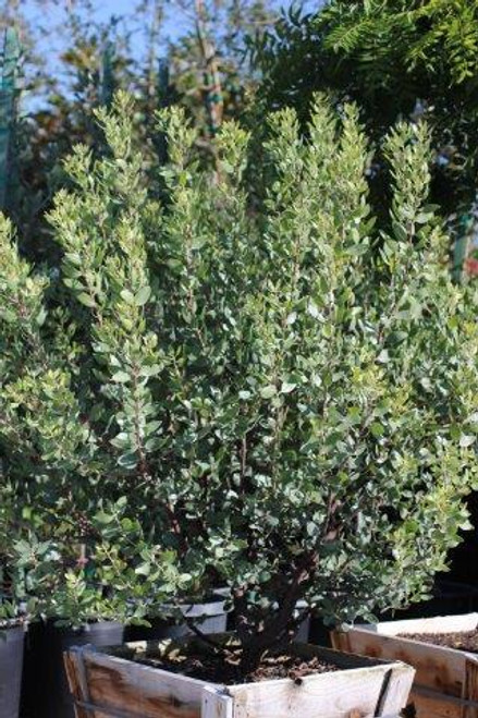 Arctostaphylos manzanita 'St. Helena'