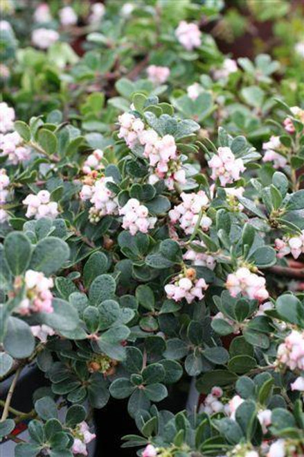 Arctostaphylos uva-ursi 'Point Reyes'