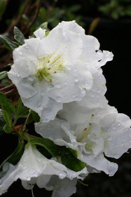 Azalea 'Alaska' (White)