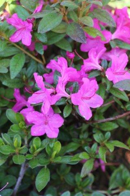 Azalea 'Autumn Amethyst' (Pink/Purple)