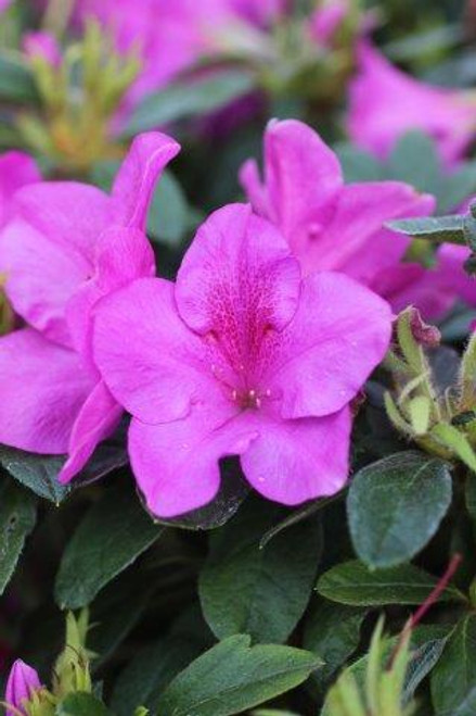 Azalea Bloom-A-Thon®