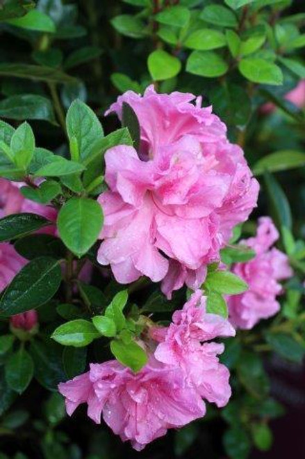 Azalea 'Autumn Carnation' (Pink)