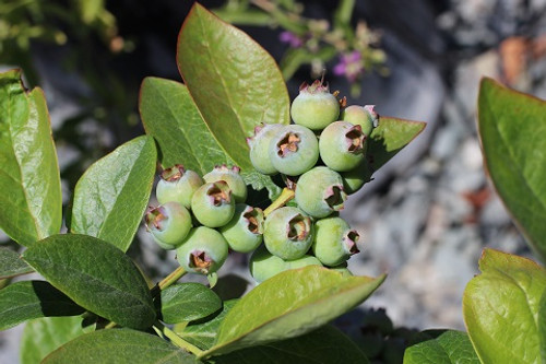 Blueberry 'Toro' Northern Highbush Mid season