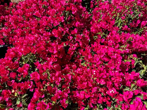 Bougainvillea 'La Jolla' flowers