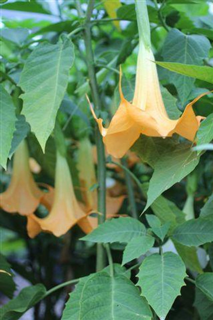 Brugmansia cubensis 'Charles Grimaldi'