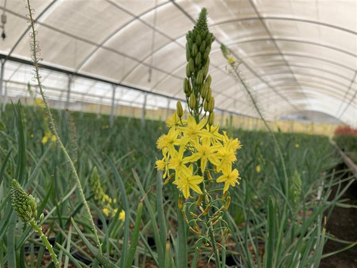 Bulbine frutescens 'Yellow' flower