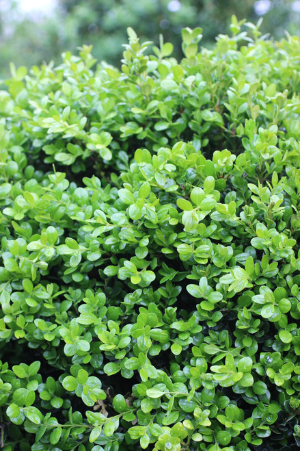Buxus microphylla var. japonica 'Green Beauty'
