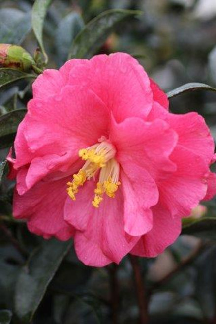 Camellia japonica 'Coral Delight' (Pink)