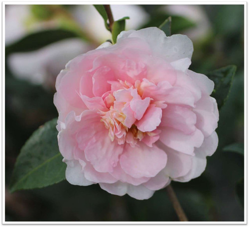 Camellia sasanqua 'Jean May' (Light Pink)