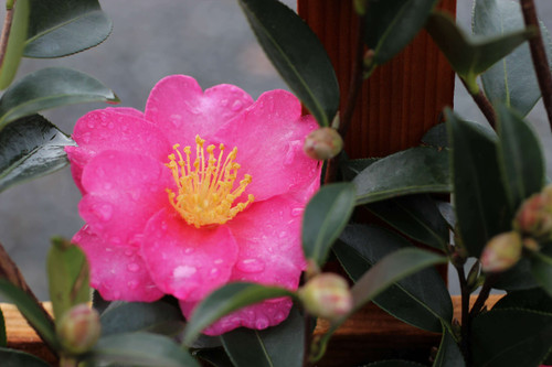 Camellia sasanqua 'Kanjiro' (Dark Pink)