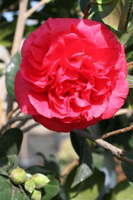 Camellia japonica 'Kramer's Supreme' (Red)