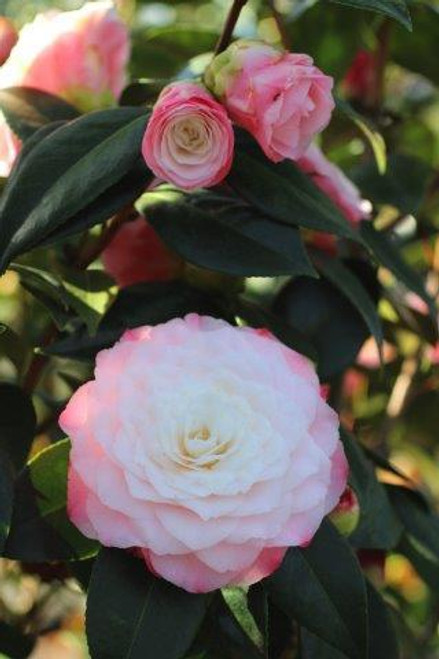Camellia japonica 'Nuccio's Pearl' (Pink/White)