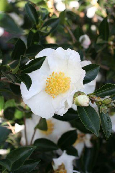 Camellia sasanqua 'Setsugekka' (White)