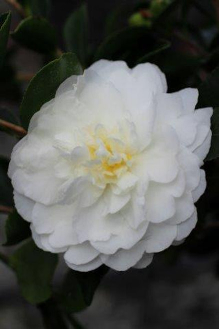 Camellia sasanqua 'White Doves' (White)
