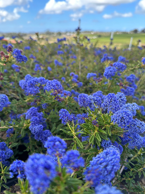 Ceanothus 'Julia Phelps' (Blue/Violet) - Devil Mountain Wholesale