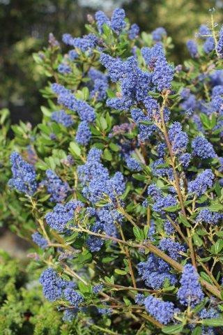 Ceanothus 'Julia Phelps' (Blue/Violet) - Devil Mountain Wholesale