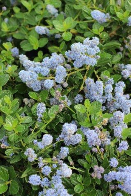 Ceanothus griseus horizontalis 'Yankee Point' (Blue)