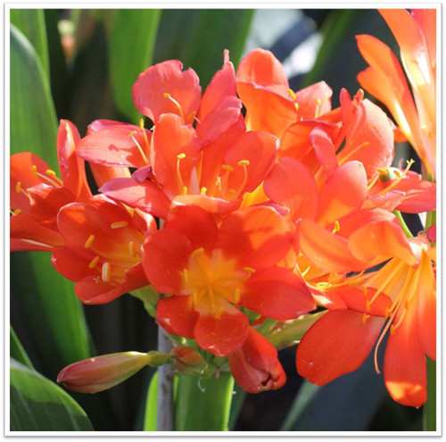 Clivia miniata 'Belgian Hybrid Orange'