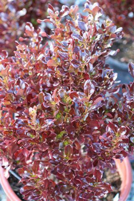 Coprosma repens 'County Park Red' (Red/Gold)