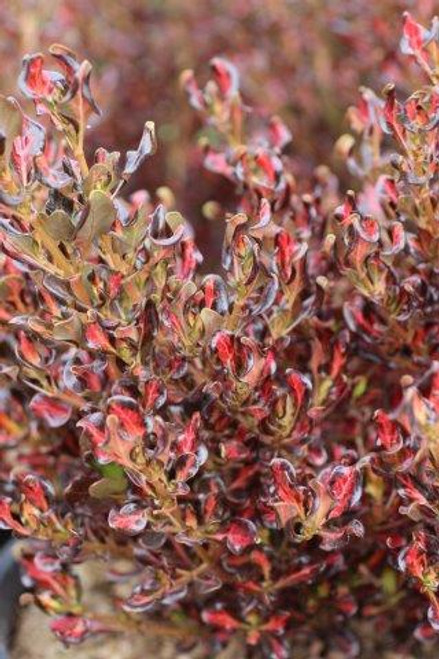 Coprosma repens 'Pacific Sunset' (Red)