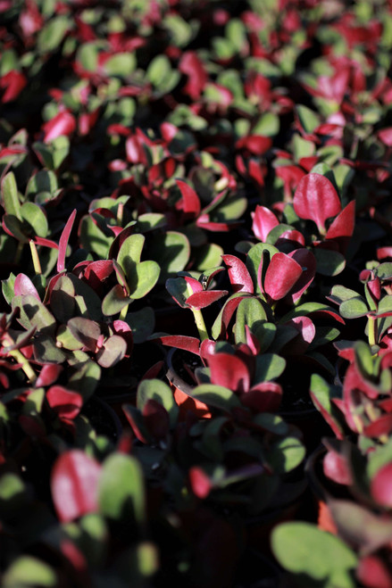 Crassula multicava