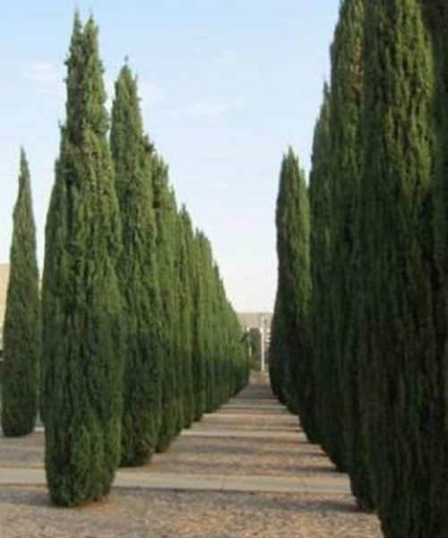 Cupressus sempervirens