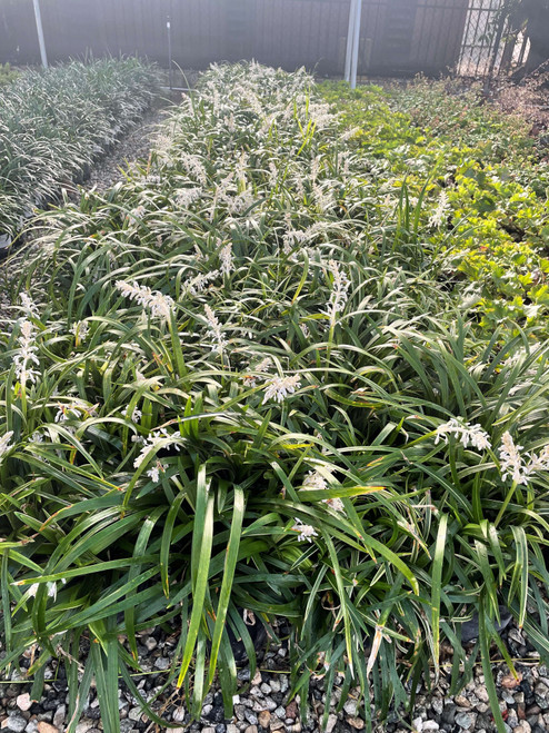 Dianella Clarity Blue - Devil Mountain Wholesale Nursery