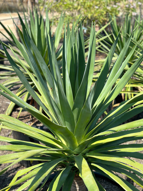 大型　ドラセナ ドラコ　Dracaena draco Dracaena draco - Devil Mountain Wholesale Nursery