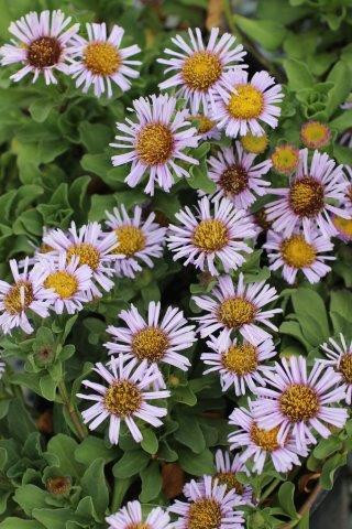 Erigeron glaucus 'Cape Sebastian' flowers