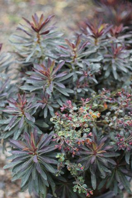 Euphorbia Blackbird