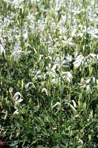 Gaura lindheimeri 'So White' - Devil Mountain Wholesale Nursery