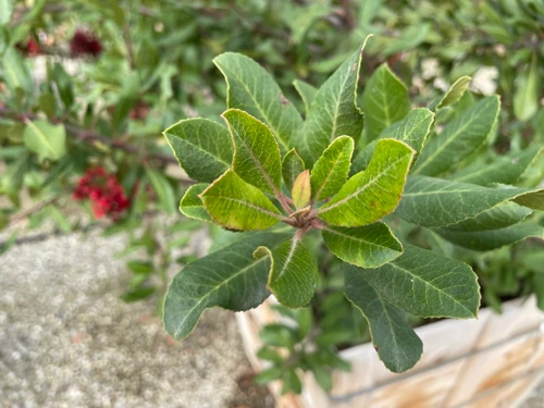 Heteromeles arbutifolia foliage