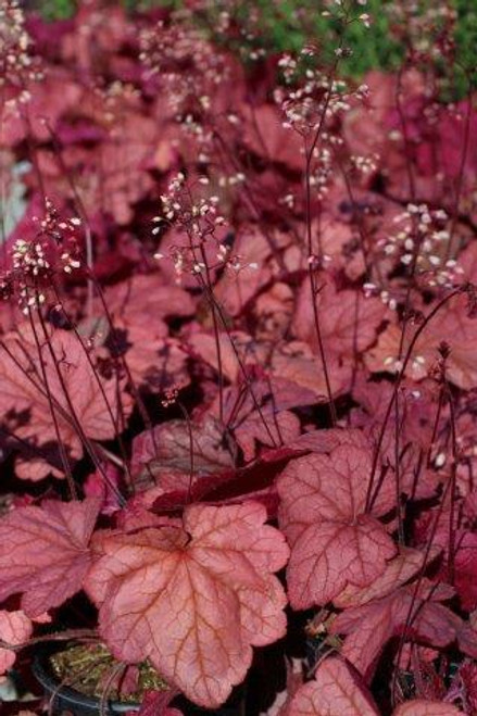 Heuchera 'Georgia Peach'