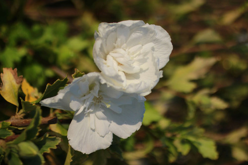 Hibiscus syriacus White Chiffon® - Devil Mountain Wholesale Nursery