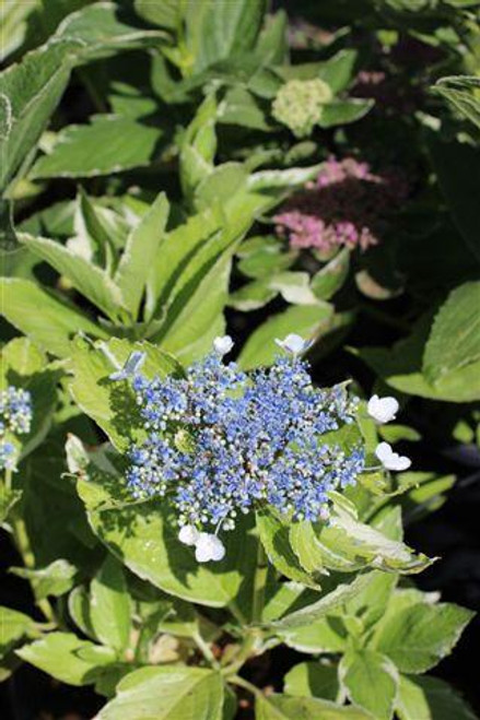 Hydrangea macrophylla 'Mariesii Variegata'