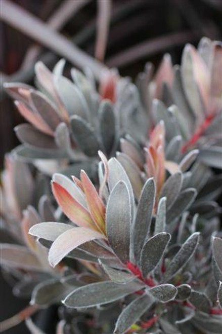 Leucadendron 'Ebony'