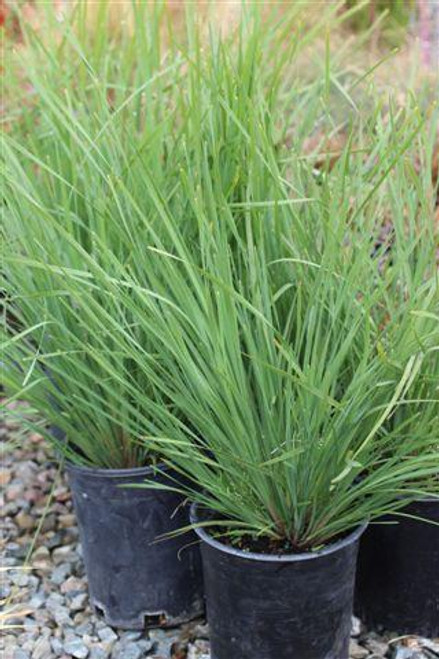 Lomandra longifolia Nyalla